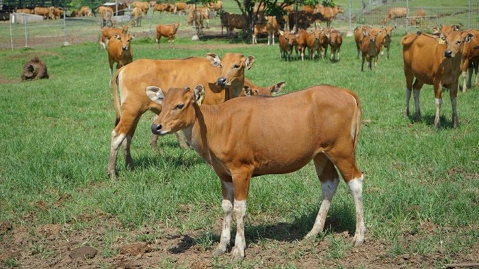 Foto Gebrakan Baru BUMDes Harapan Tabolang: Buka Unit Usaha Peternakan untuk Perkuat Ketahanan Pangan